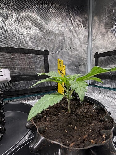 Growreport Bild 69