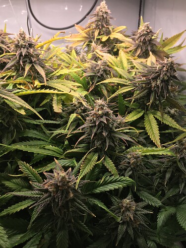 Growreport Bild 5