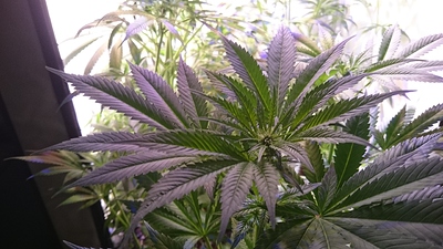 Growreport Bild 8