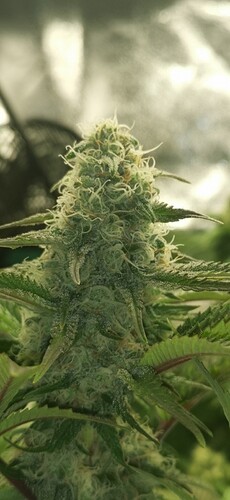 Growreport Bild 16