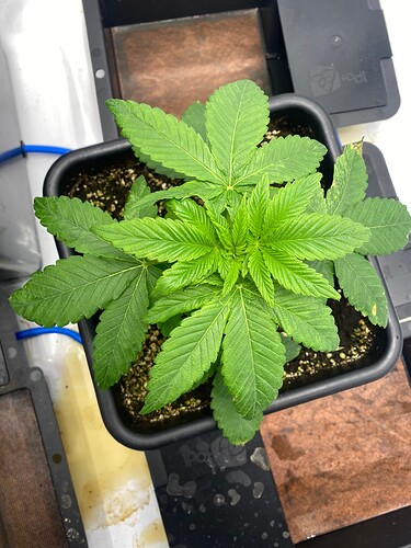 Growreport Bild 1