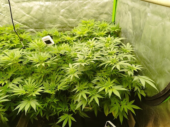 Growreport Bild 2