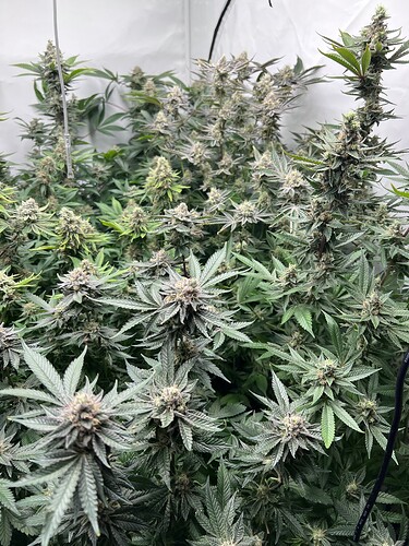 Growreport Bild 5