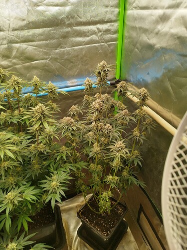 Growreport Bild 1
