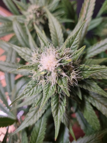 Growreport Bild 1