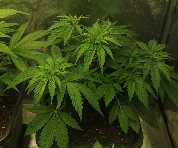 Growreport Bild 5