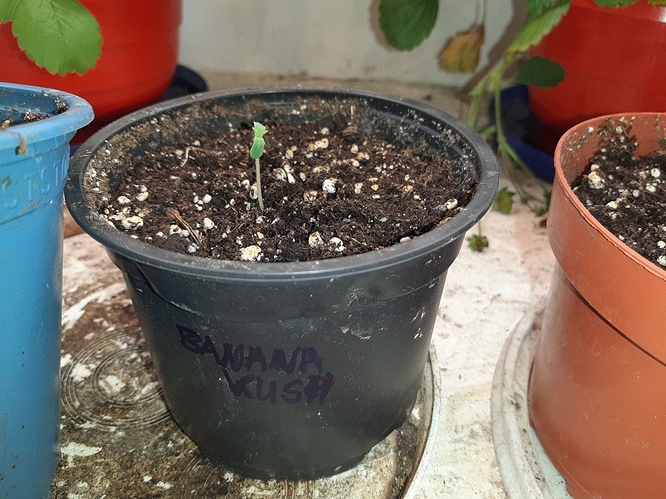 Growreport Bild 3