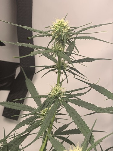 Growreport Bild 3