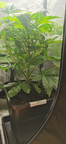 Growreport Bild 8