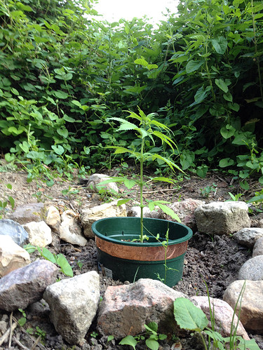 Growreport Bild 16
