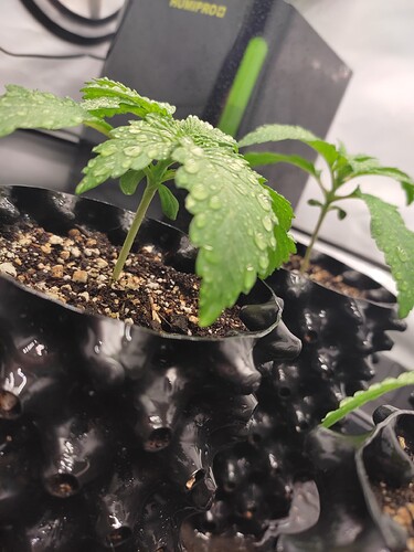 Growreport Bild 13