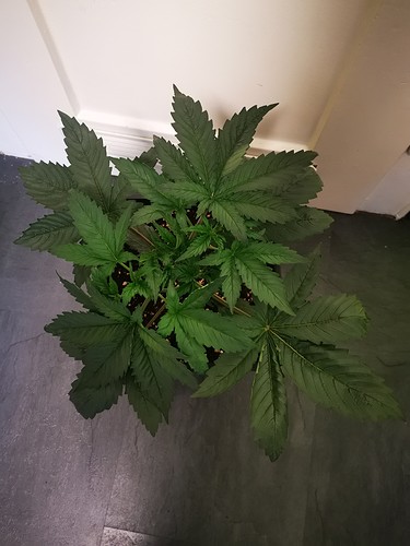Growreport Bild 8
