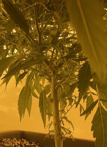 Growreport Bild 5