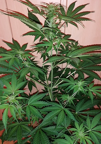Growreport Bild 4