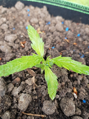 Growreport Bild 4