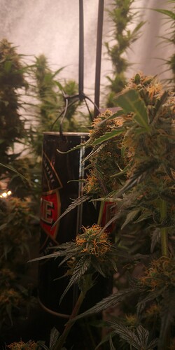 IMG_20240122_133102