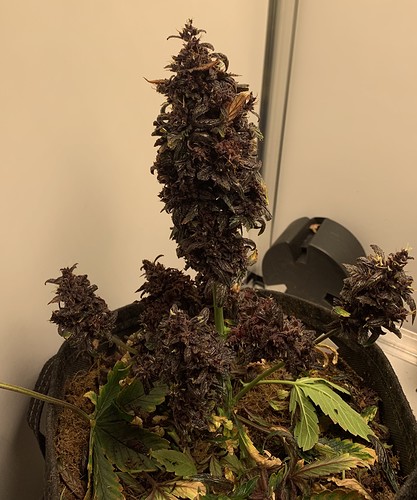 Growreport Bild 1