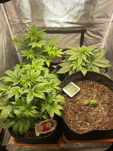 Growreport Bild 3