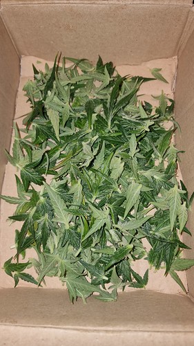 Growreport Bild 17