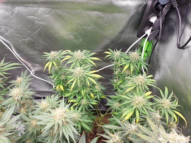 Growreport Bild 7