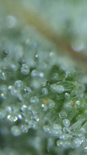 Growreport Bild 3