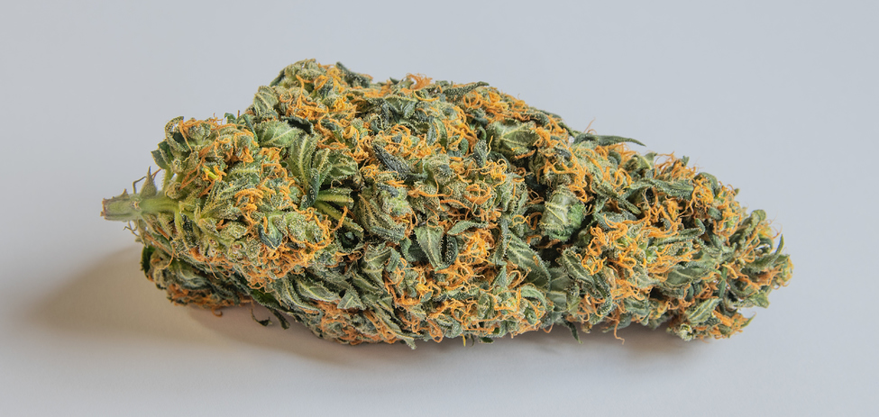 Der Purple Bud Home Office Grow