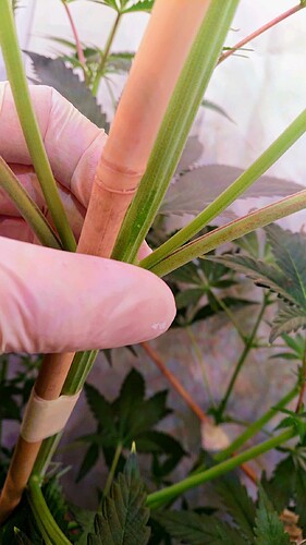 Growreport Bild 2