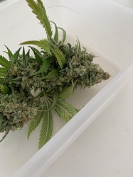 Growreport Bild 3