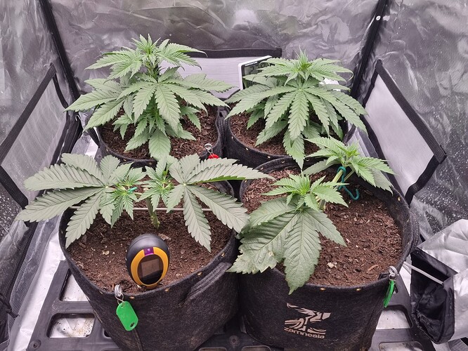 Growreport Bild 17