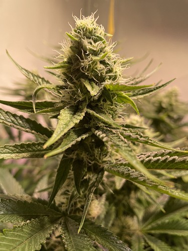 Growreport Bild 5