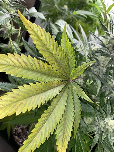Growreport Bild 1