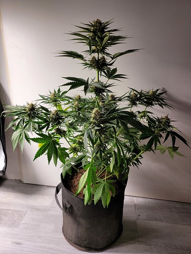 Growreport Bild 10