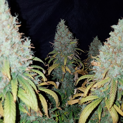 Growreport Bild 9