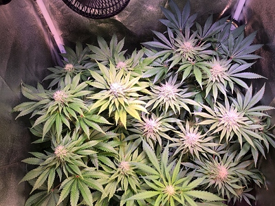 Growreport Bild 30