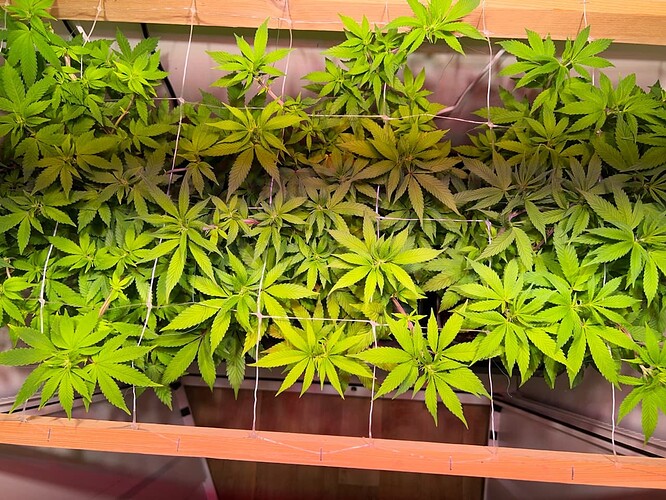 Growreport Bild 2