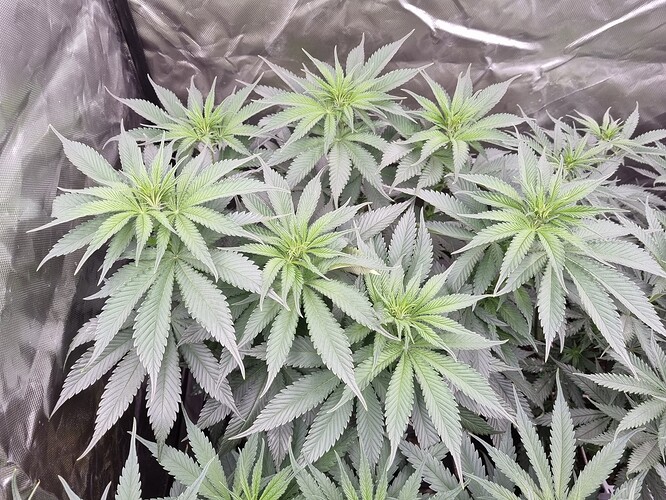 Growreport Bild 9