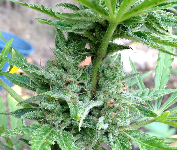 Growreport Bild 15
