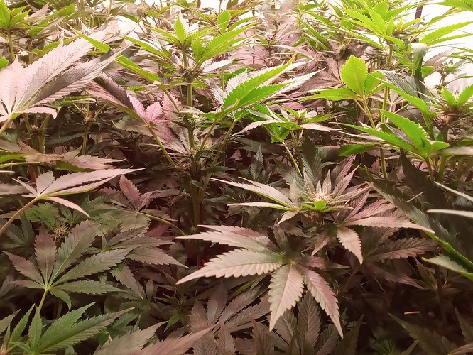Growreport Bild 35