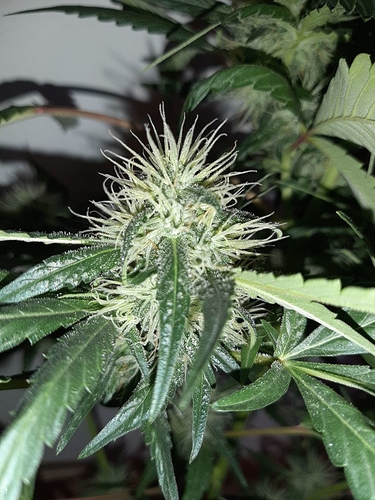 Growreport Bild 6