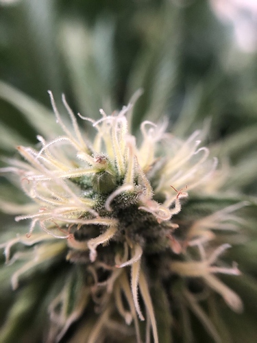 Growreport Bild 43