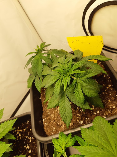 Growreport Bild 5