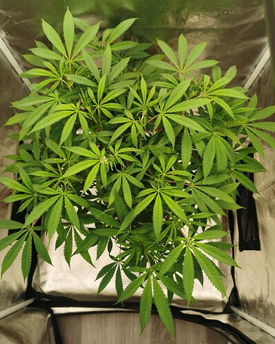 Growreport Bild 3