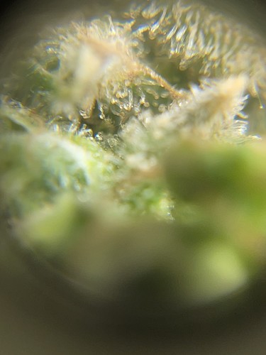 Growreport Bild 34