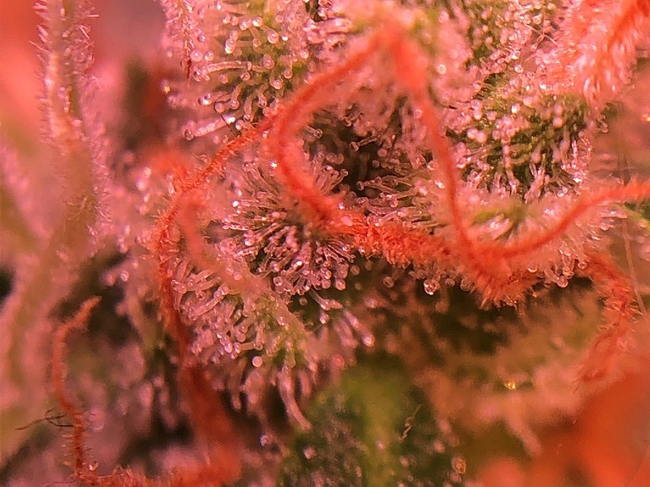 Growreport Bild 23