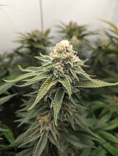 Growreport Bild 6