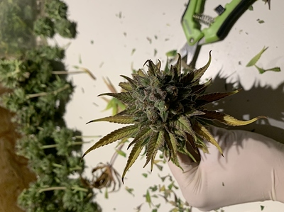 Growreport Bild 11