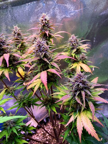 Growreport Bild 9
