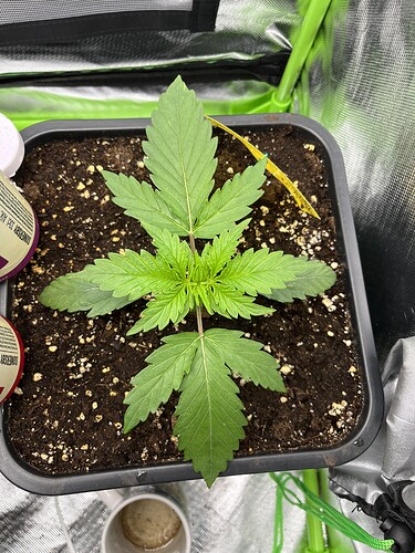 Growreport Bild 5