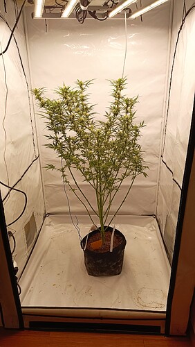 Growreport Bild 1