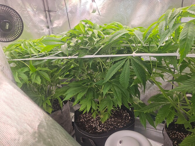 Growreport Bild 3